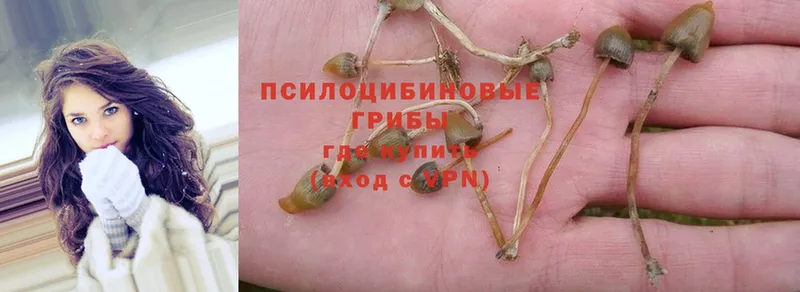 Псилоцибиновые грибы Psilocybine cubensis  hydra ССЫЛКА  Соликамск 